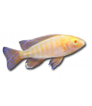 Aulonocara pink (albino) - Császársügér