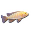 Aulonocara pink (albino) - Császársügér