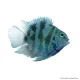 Papagájsügér - Blue Tiger