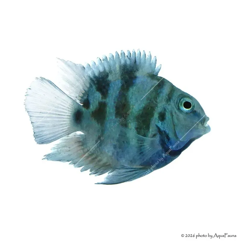 Papagájsügér - Blue Tiger