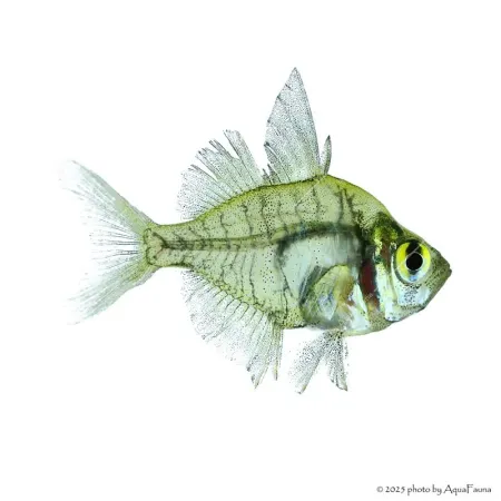 Parambassis lala - Üvegsügér