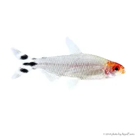 Petitella georgiae - Vörösorrú pontylazac