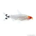 Petitella georgiae - Vörösorrú pontylazac