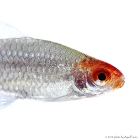 Petitella georgiae - Vörösorrú pontylazac