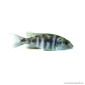 Placidochromis electra