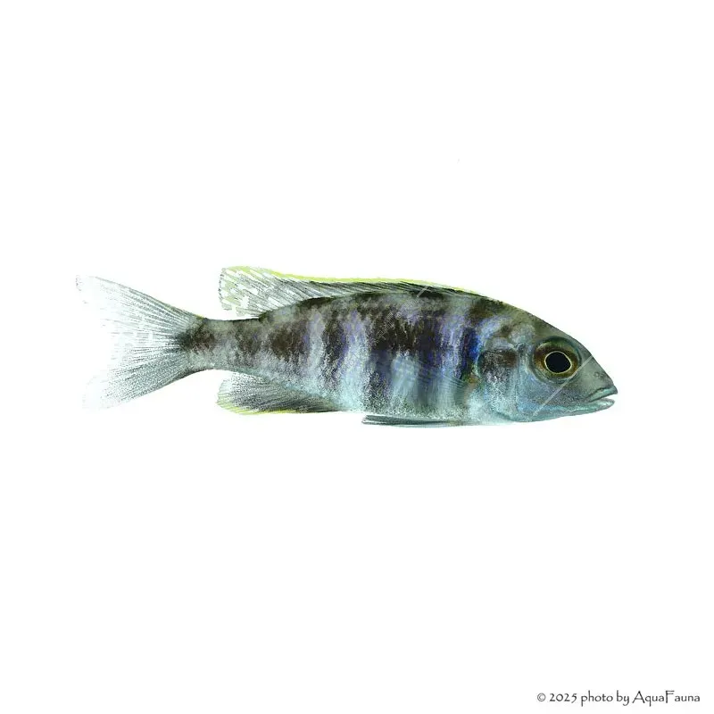Placidochromis electra