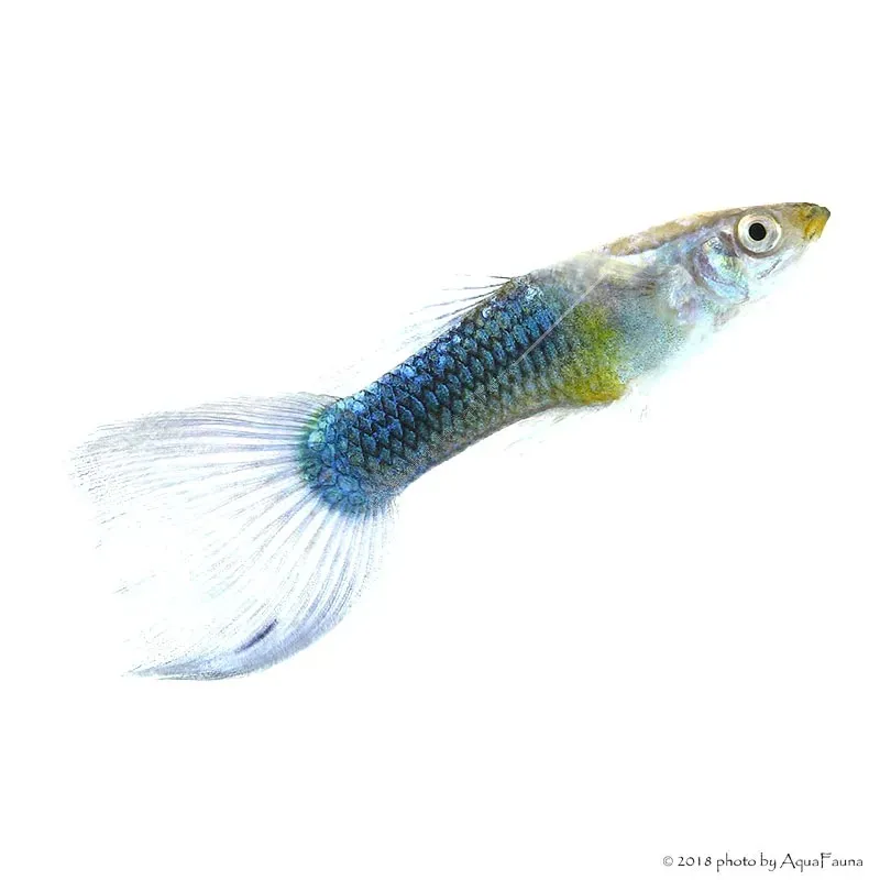 Poecilia reticulata - Guppy
