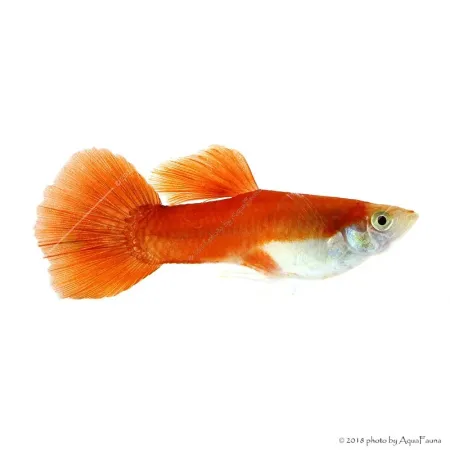 Poecilia reticulata - Guppy