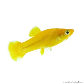 Poecilia sp. - Borostyán molly