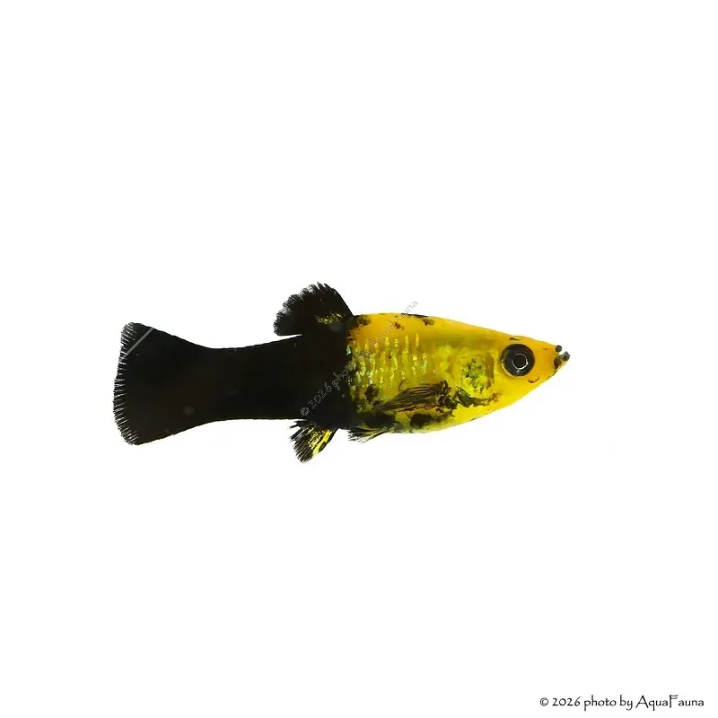 Poecilia sp. - Borostyán-fekete molly