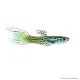 Poecilia wingei - Endler guppy