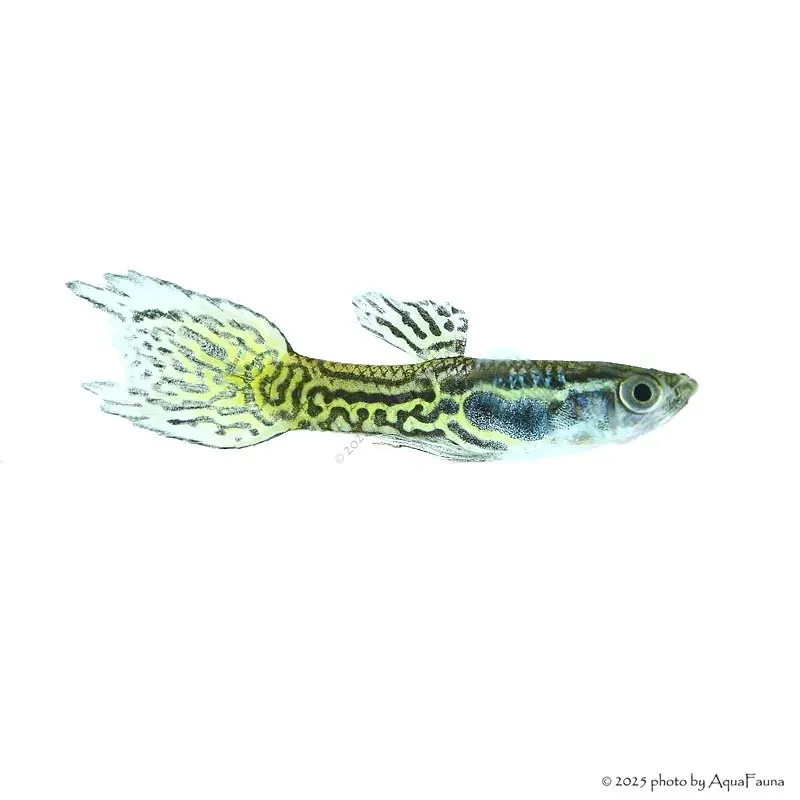 Poecilia wingei - Endler guppy