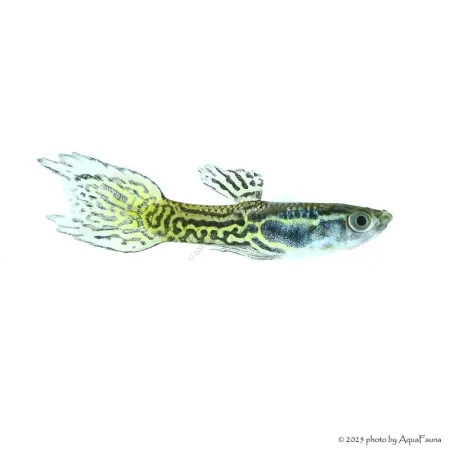 Poecilia wingei - Endler guppy