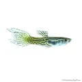 Poecilia wingei - Endler guppy