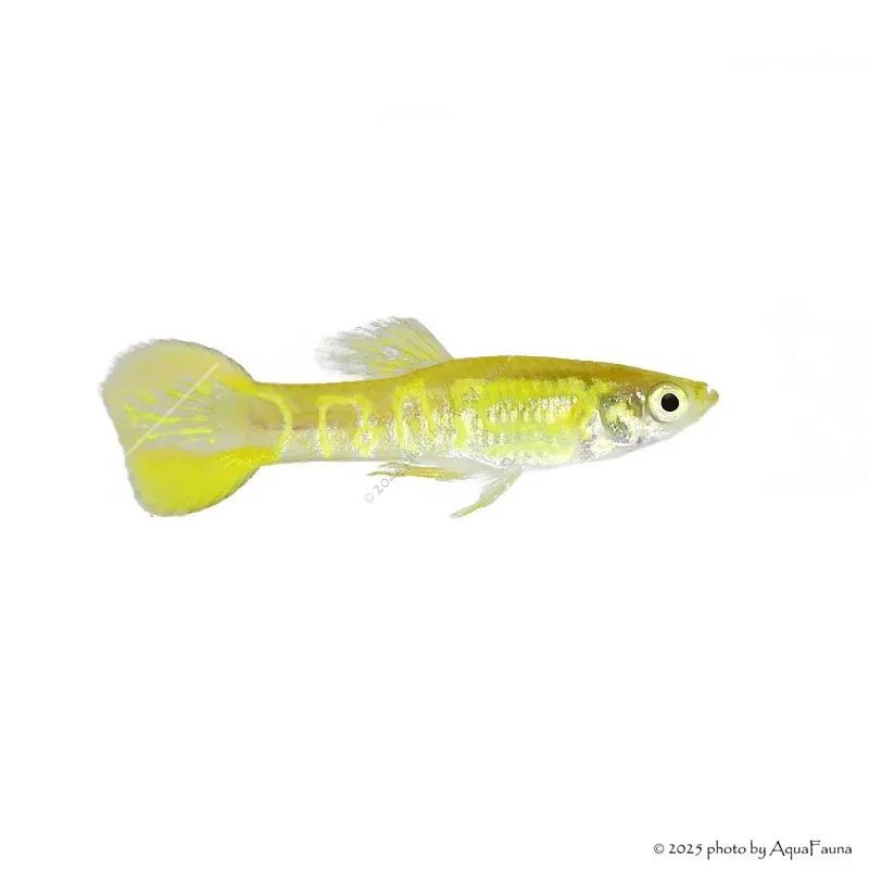 Poecilia wingei - Endler guppy