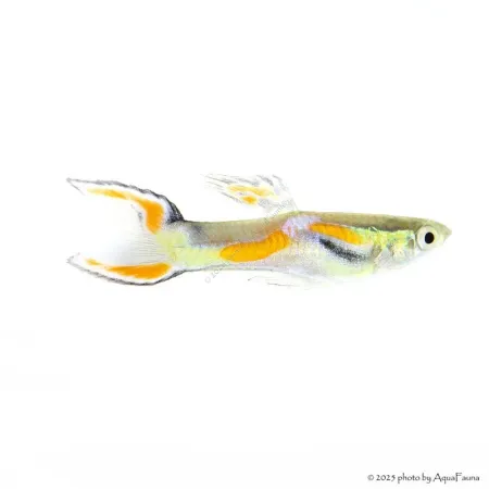 Poecilia wingei - Endler guppy