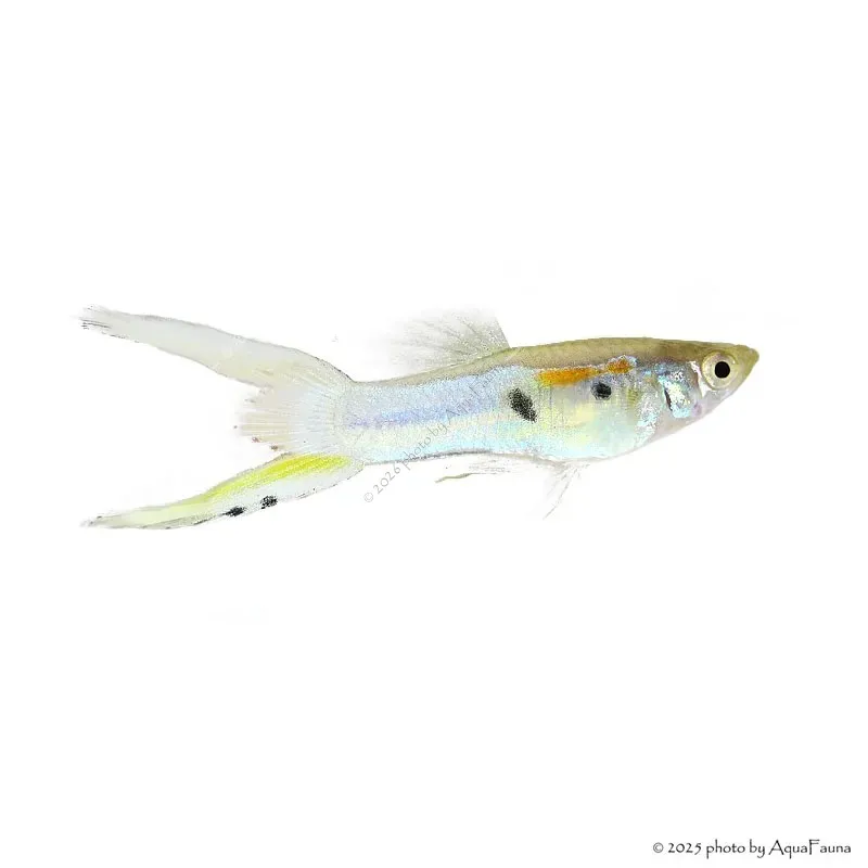 Poecilia wingei - Endler guppy