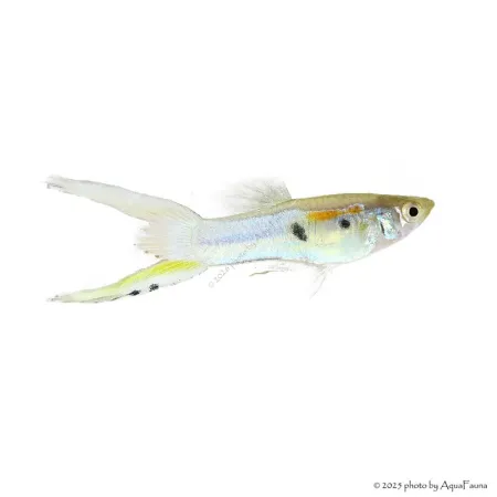 Poecilia wingei - Endler guppy
