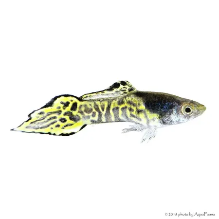 Poecilia wingei - Endler guppy