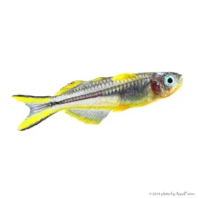 Pseudomugil furcatus - Villásfarkú kalászhal