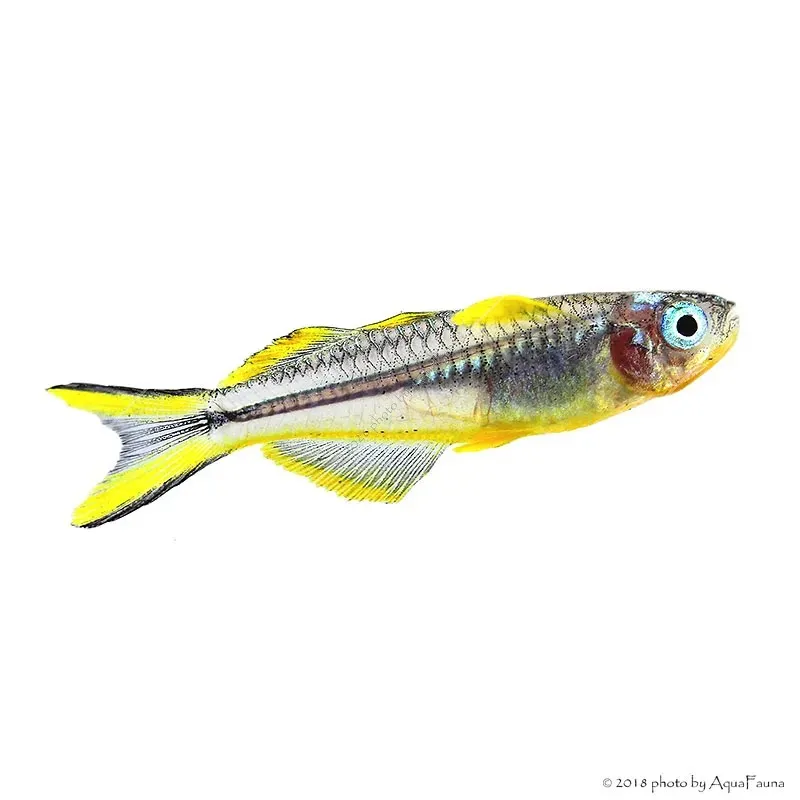 Pseudomugil furcatus - Villásfarkú kalászhal