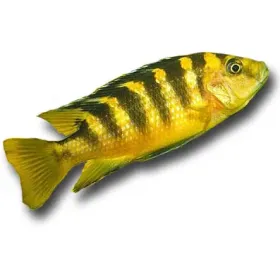 Pseudotropheus crabro - Kaméleon sügér