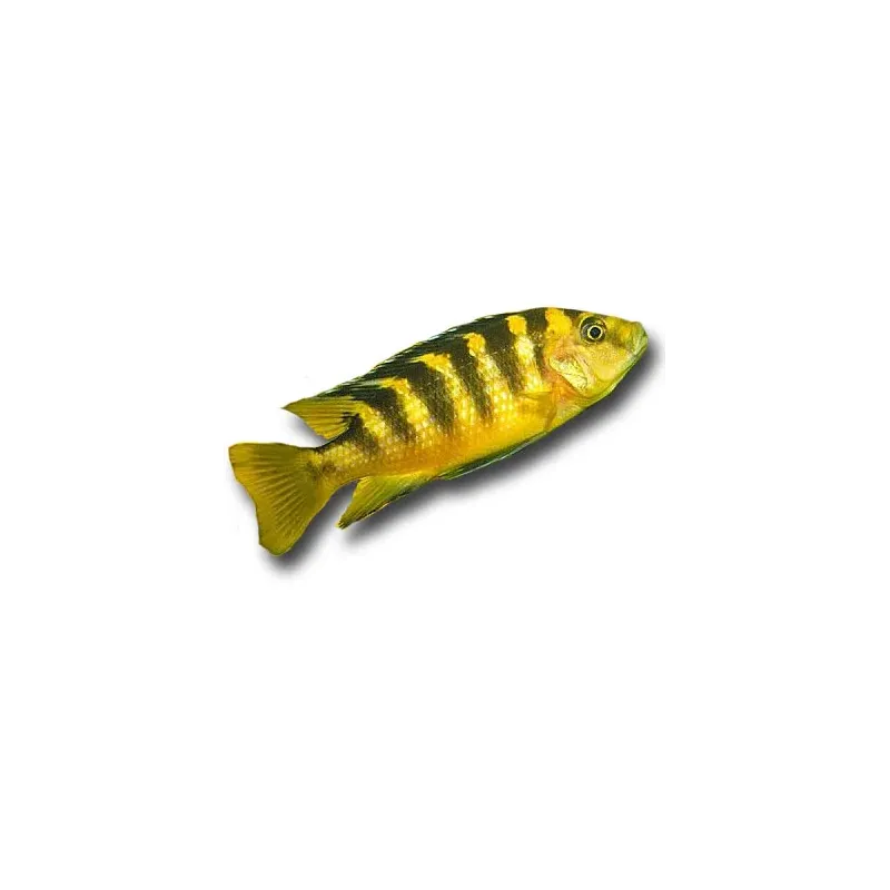 Pseudotropheus crabro - Kaméleon sügér