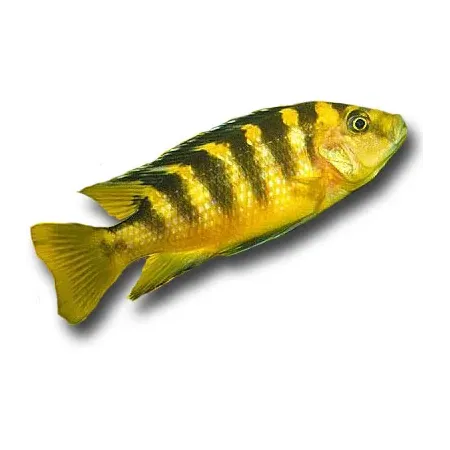 Pseudotropheus crabro - Kaméleon sügér