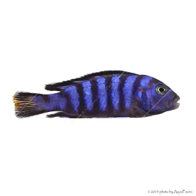 Pseudotropheus demasoni