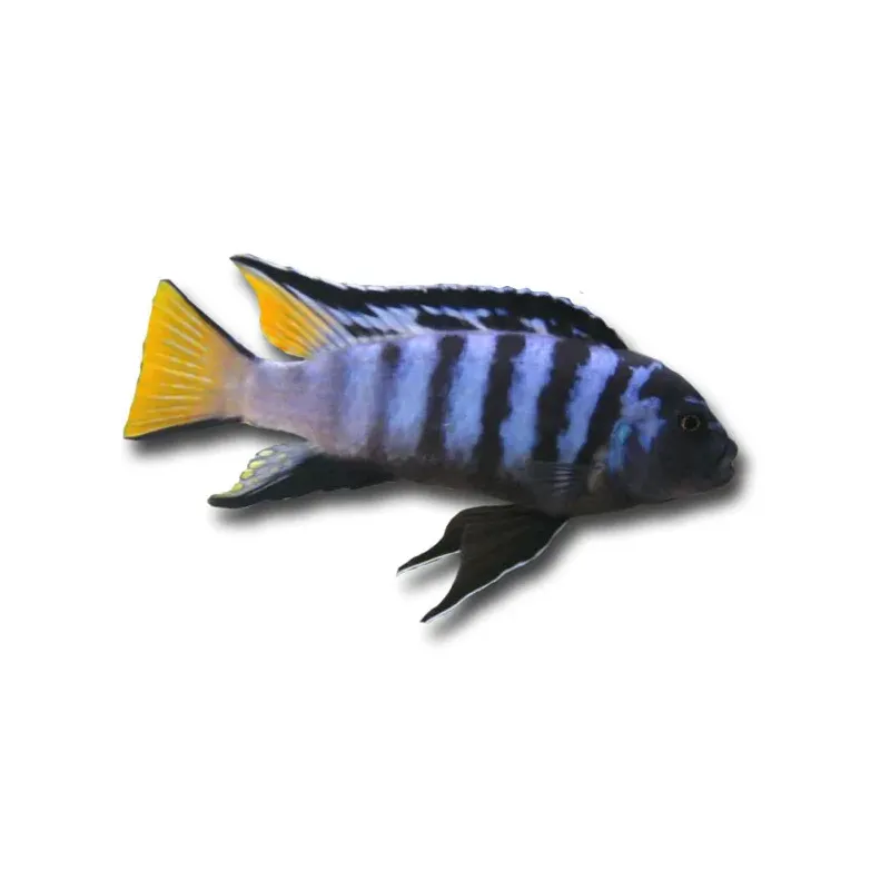 Pseudotropheus elongatus mpanga
