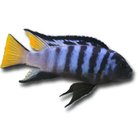 Pseudotropheus elongatus mpanga