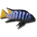 Pseudotropheus elongatus mpanga