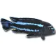 Pseudotropheus johannii - Indigó sügér