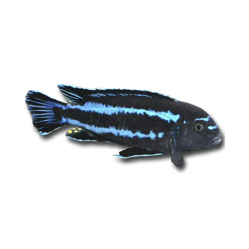Pseudotropheus johannii - Indigó sügér