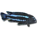 Pseudotropheus johannii - Indigó sügér
