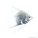 Pterophyllum scalare - Platina vitorlás