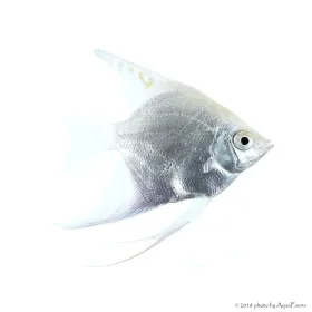 Pterophyllum scalare - Platina vitorlás