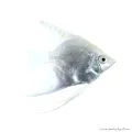 Pterophyllum scalare - Platina vitorlás