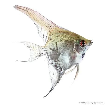 Pterophyllum scalare - Vitorláshal