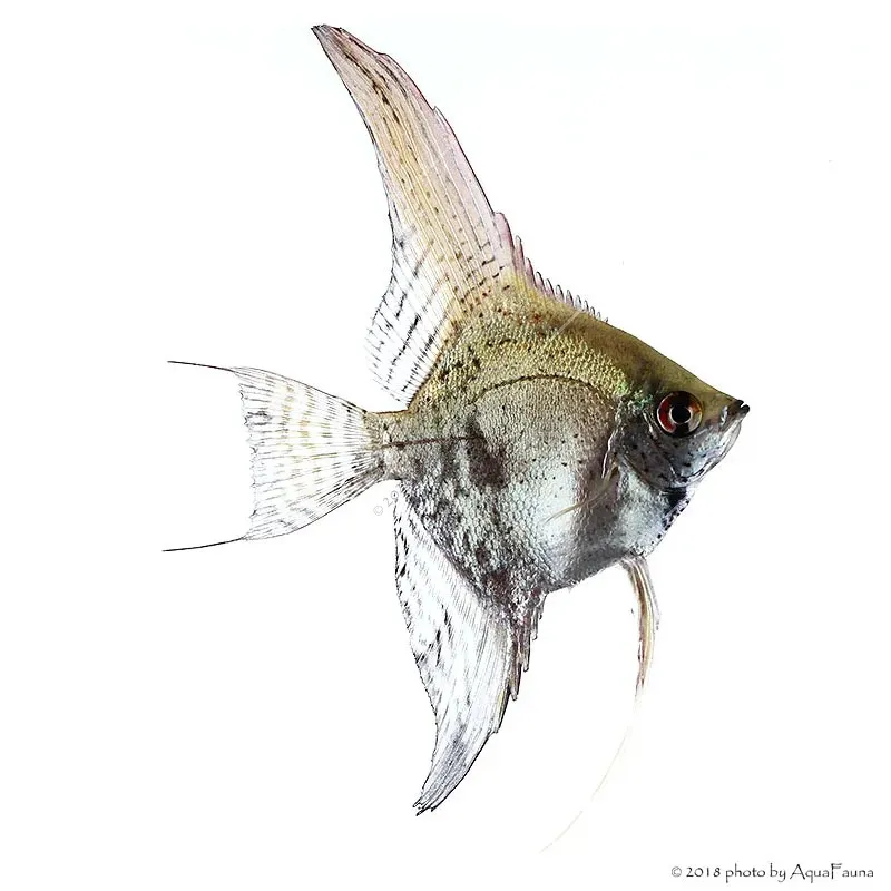 Pterophyllum scalare - Vitorláshal