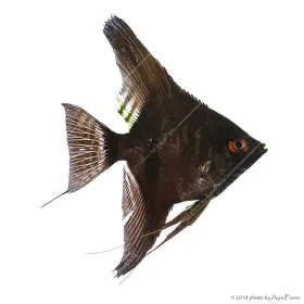 Pterophyllum scalare - Vitorláshal "pinoy" (fekete)