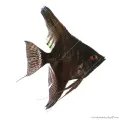 Pterophyllum scalare - Vitorláshal "pinoy" (fekete)