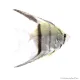 Pterophyllum scalare sp. - Dantum vitorláshal