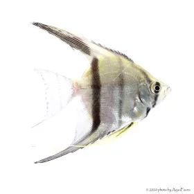 Pterophyllum scalare sp. - Dantum vitorláshal
