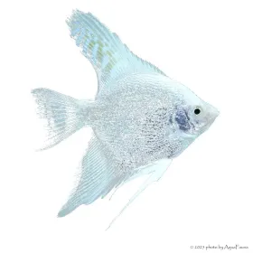 Pterophyllum scalare sp. - Gyémánt vitorláshal