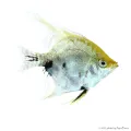 Pterophyllum scalare sp. - Koi vitorláshal