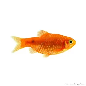Puntius conchonius - Rózsás díszmárna