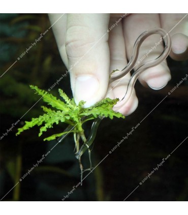 JBL Proscape Plantis 12 db - ültetőclips