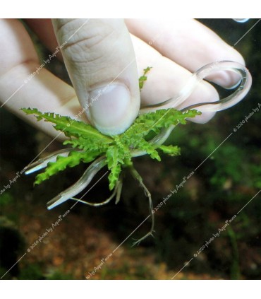 JBL Proscape Plantis 12 db - ültetőclips