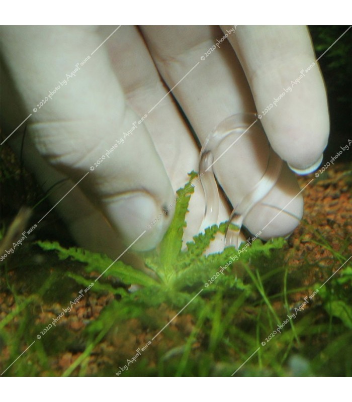 JBL Proscape Plantis 12 db - ültetőclips